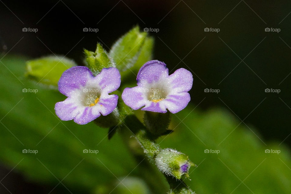 Macro Flower