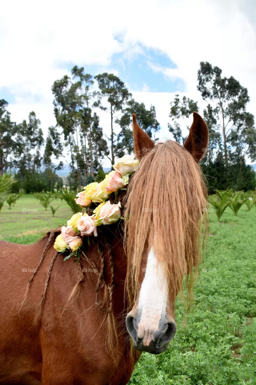 Rosas y caballo