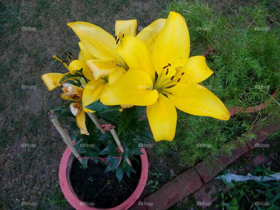 flower plants