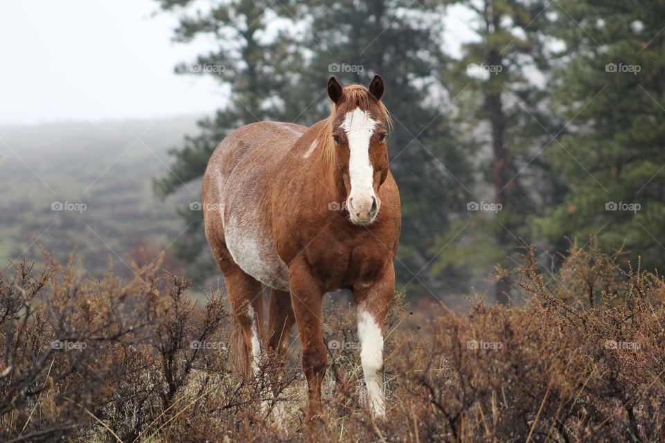 High angle view of horse in field