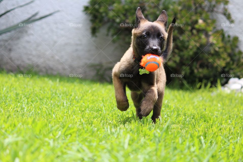 Happy dog