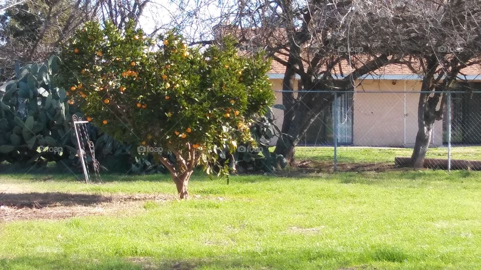 California Oranges Trees