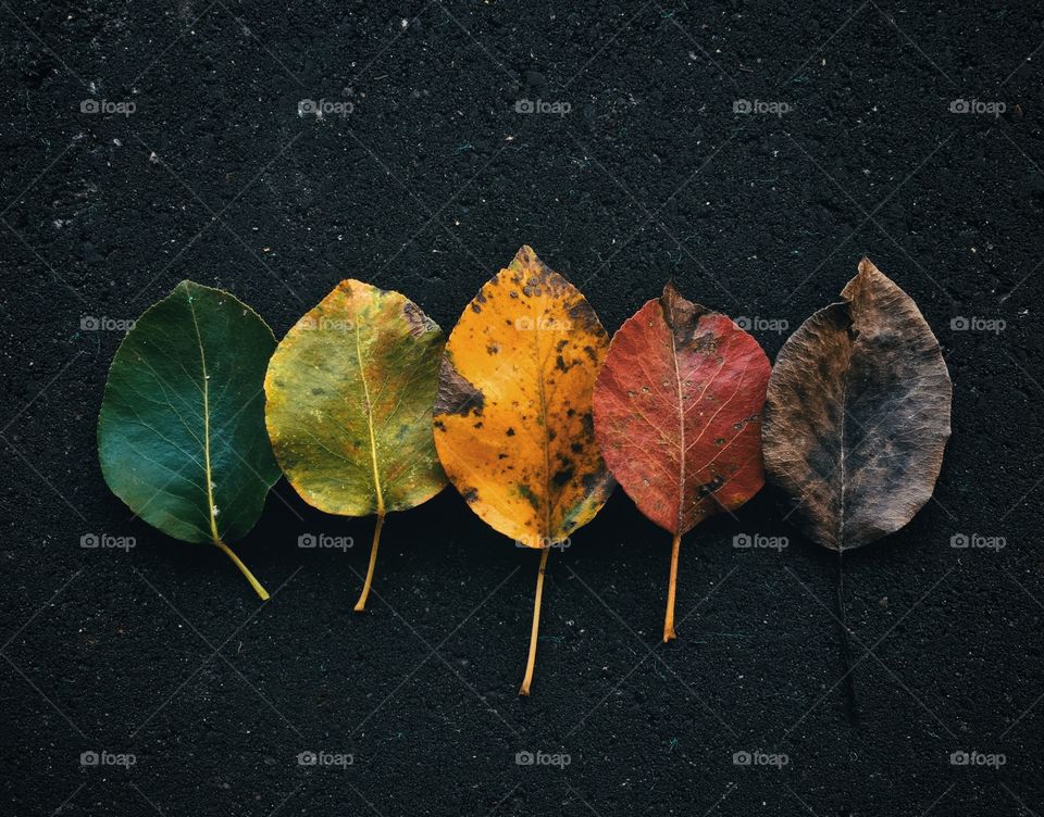 Autumn colors 