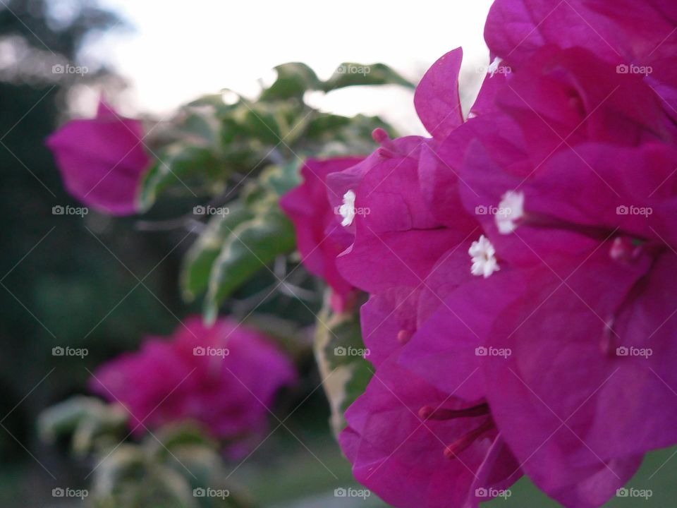 Great Bougainvillea Or Bougainvillea Spectabilis Willd Also Under The Name Of Bougainvillea Glabra Choisy In The Nyctaginaceae Family. Beautiful Pink Purple Flowers From A Small Tree With Mini White Flowers As Stigma Out From The Ending Of Spring.