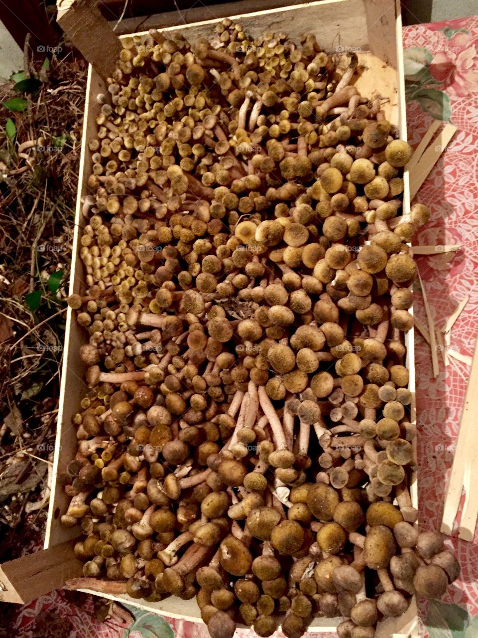 Chiodini mushrooms