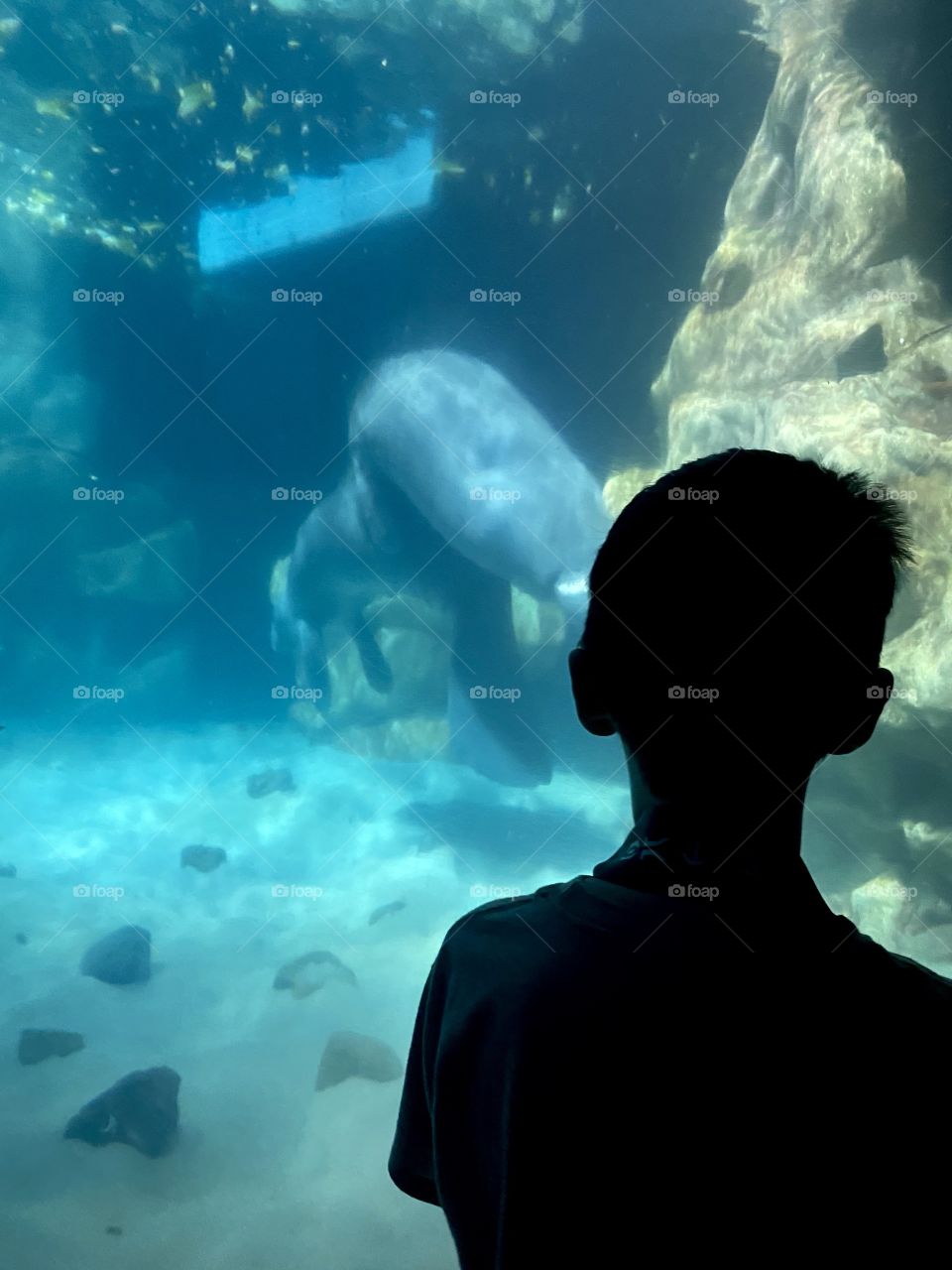 Silhouette Young boy observing an aquarium 