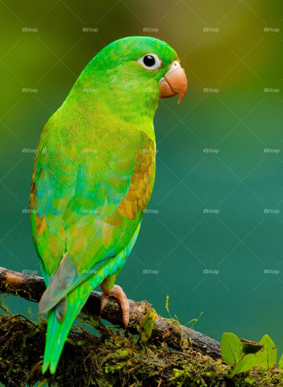 Beautiful and cute parrot bird