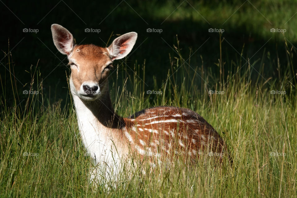 A deer down in the grass in morning sunlight.