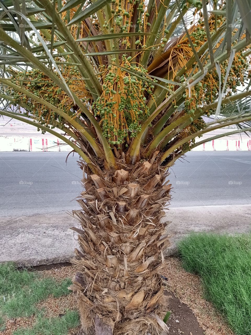 Groawing Dates in Saudi Arabia