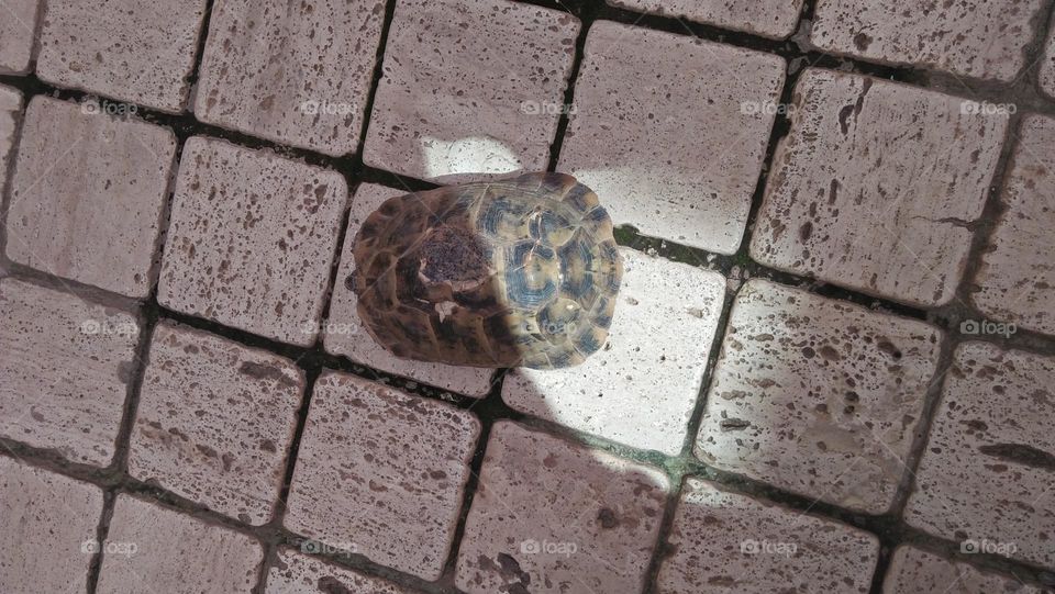 A turtle