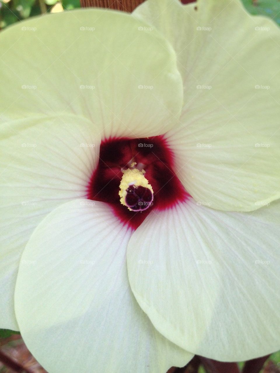  Amor. A close up of an okra flower