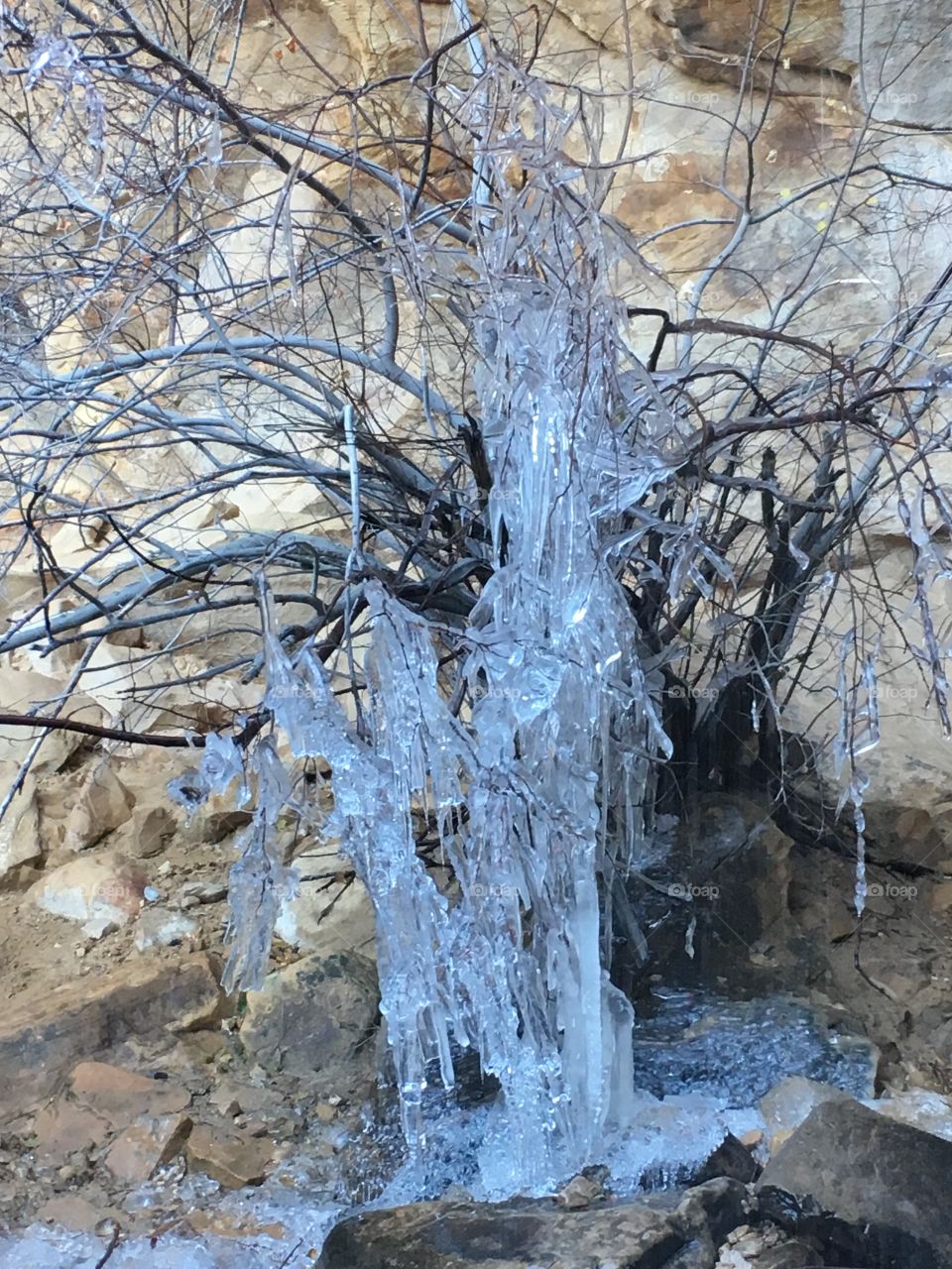 Icicles on trees