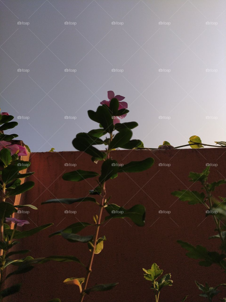 Golden glow of the first rays of early autumn Sun changing hue of the periwinkles