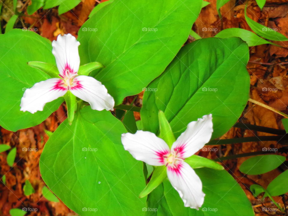 Leaf, Nature, Flora, Flower, Garden