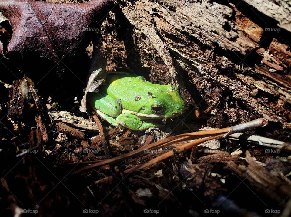 Green tree frog patiently waiting for spring to warm up just a bit more. Yates Mill Park in Raleigh North Carolina, Triangle area, Wake County 