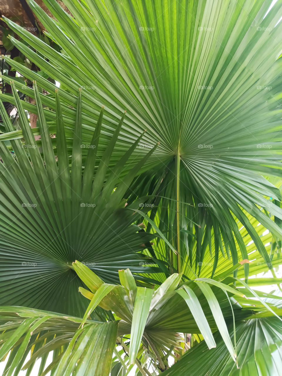 palm tree vadodara india