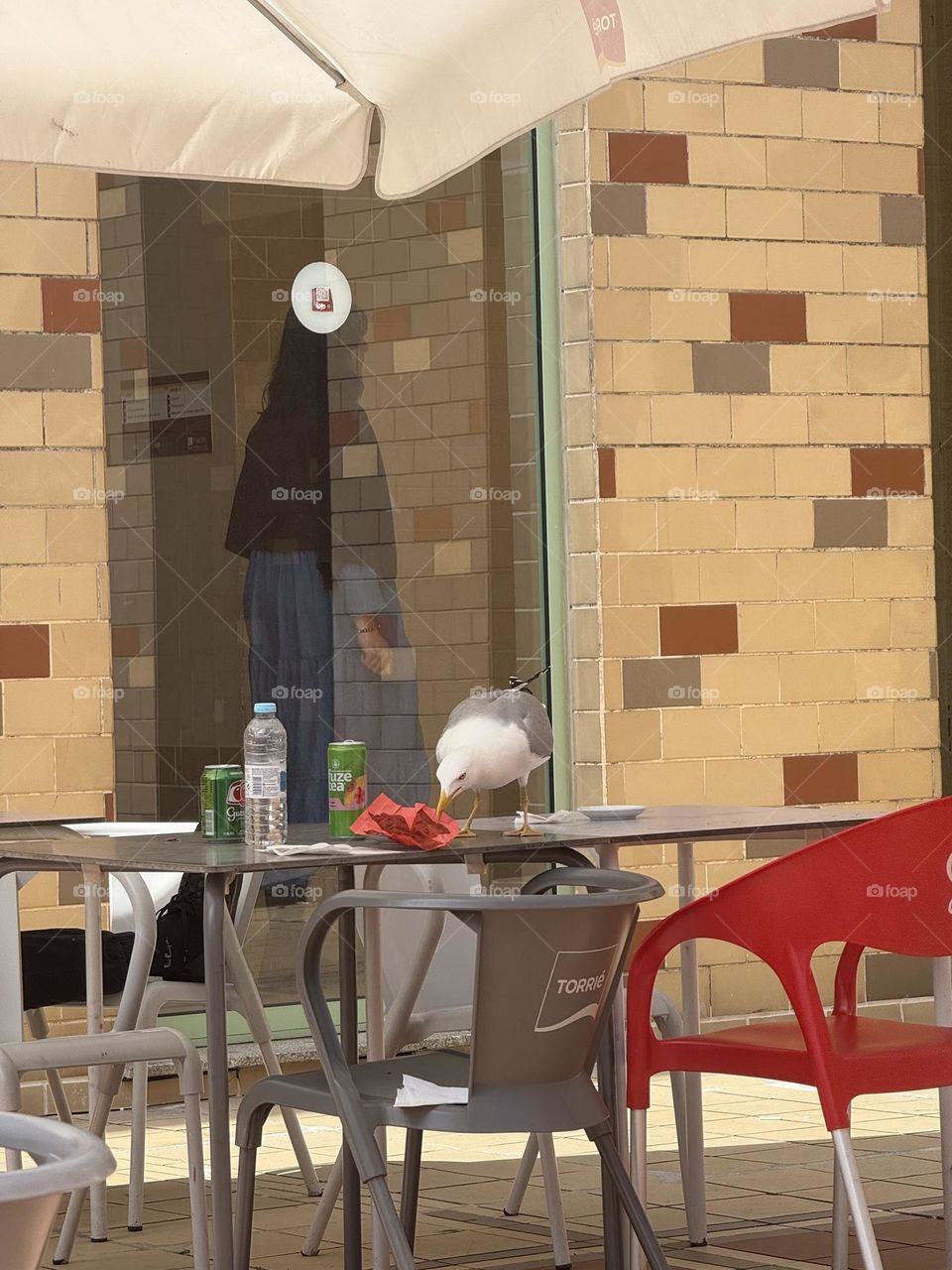 Gaivotas em missão secreta: infiltrar-se no bar e roubar a cena!