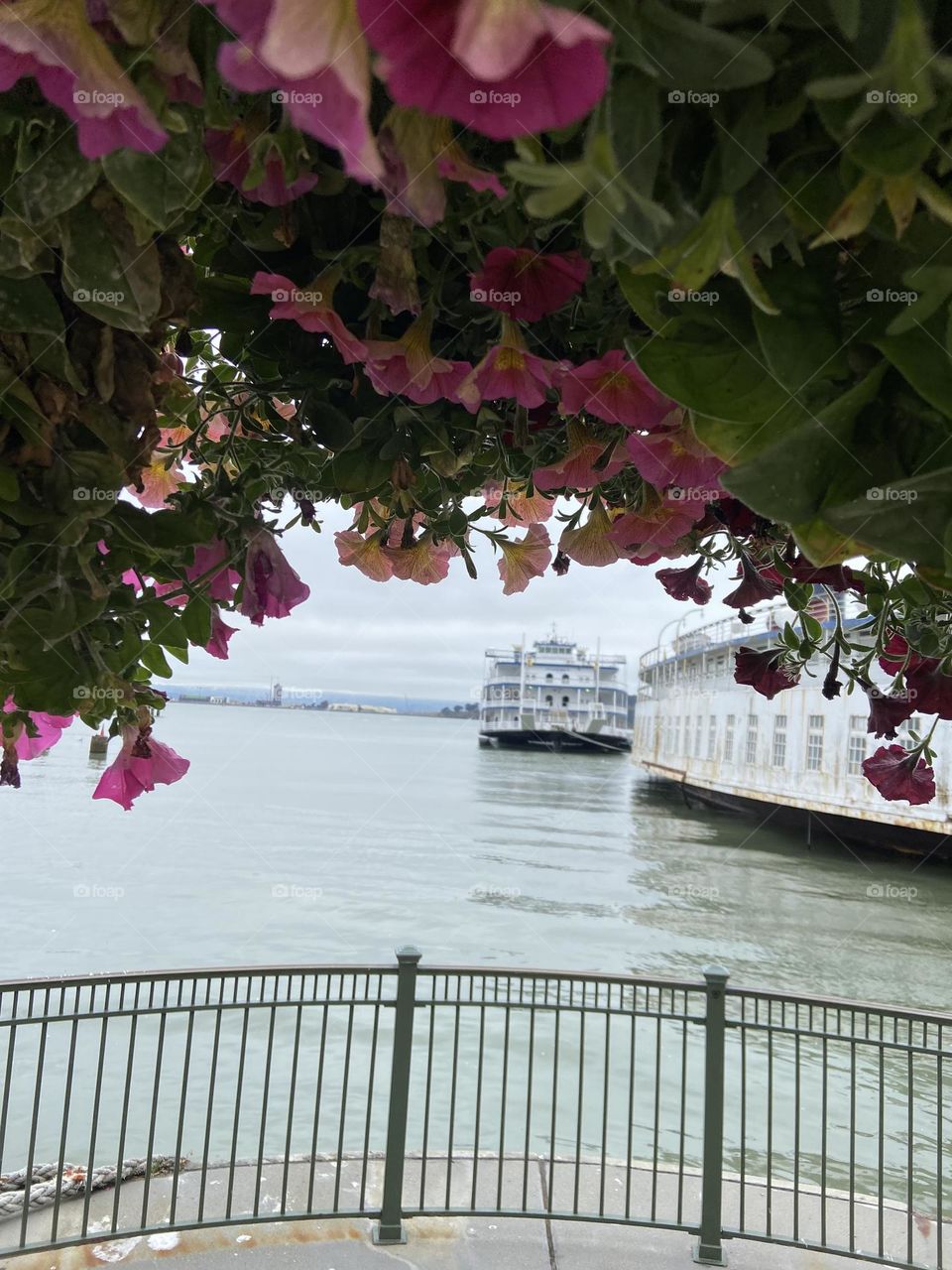 Purple flowers framing a lovely springtime view of old steam boats in the San Francisco Bay.