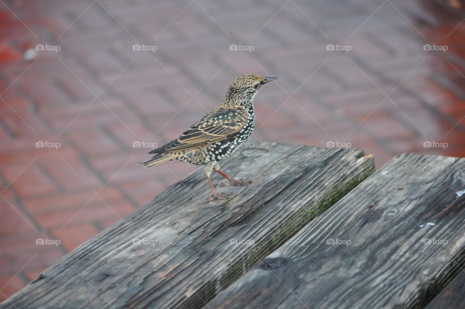 Bird on table