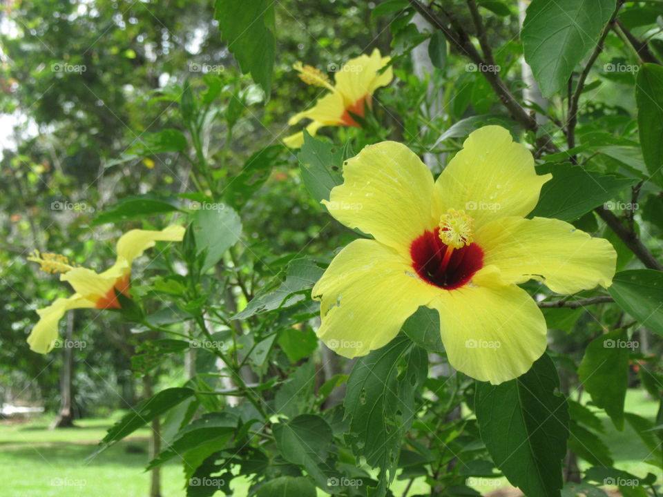 Hibiscus 