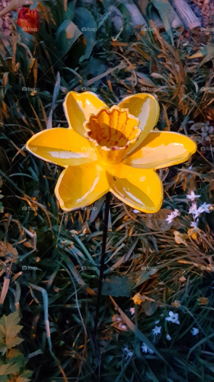 Daffodil fakery