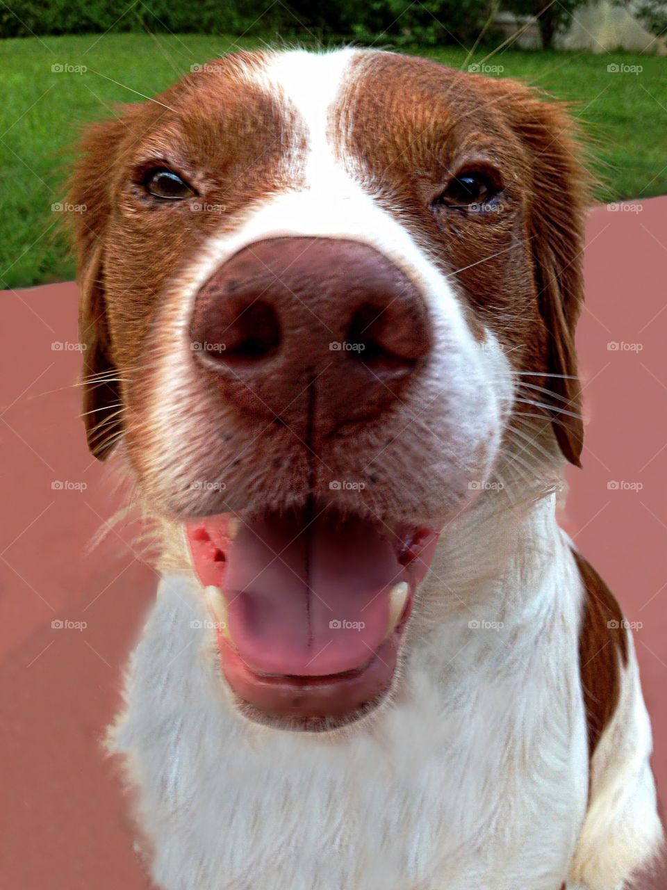 Sweet dog portrait 