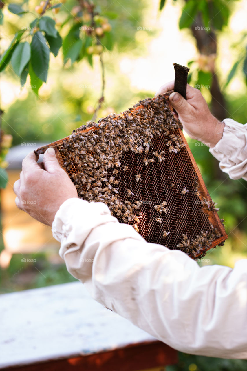 Beekeeper working in apiary, drawing out the honeycomb with bees and honey on it from a hive. Real people, authentic situations