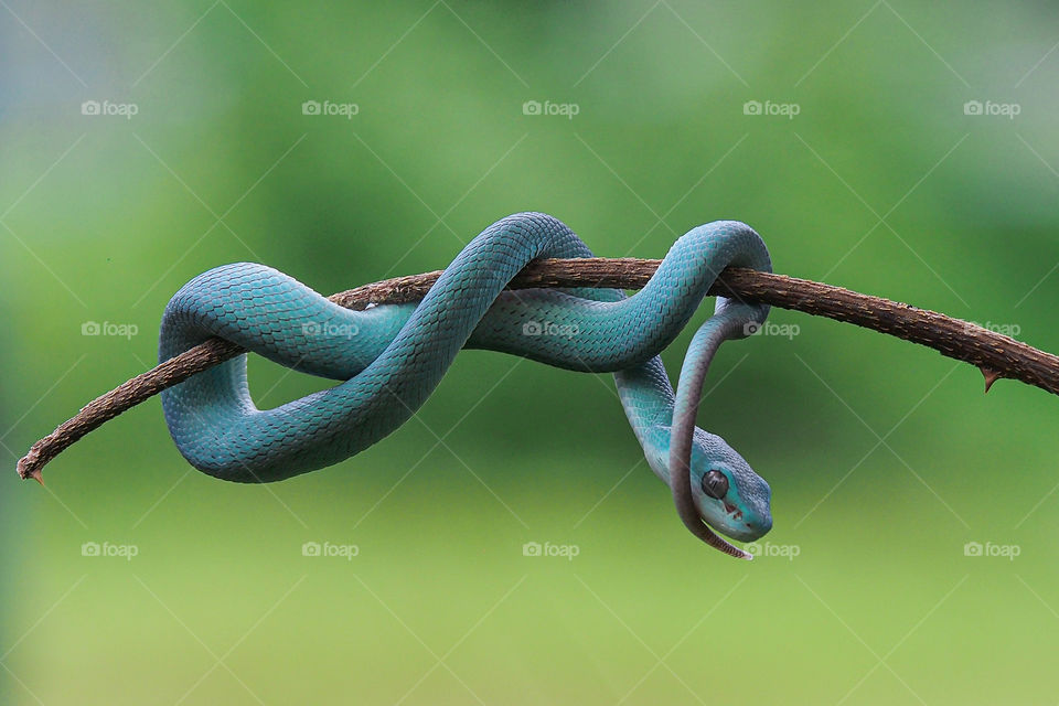 blue snake