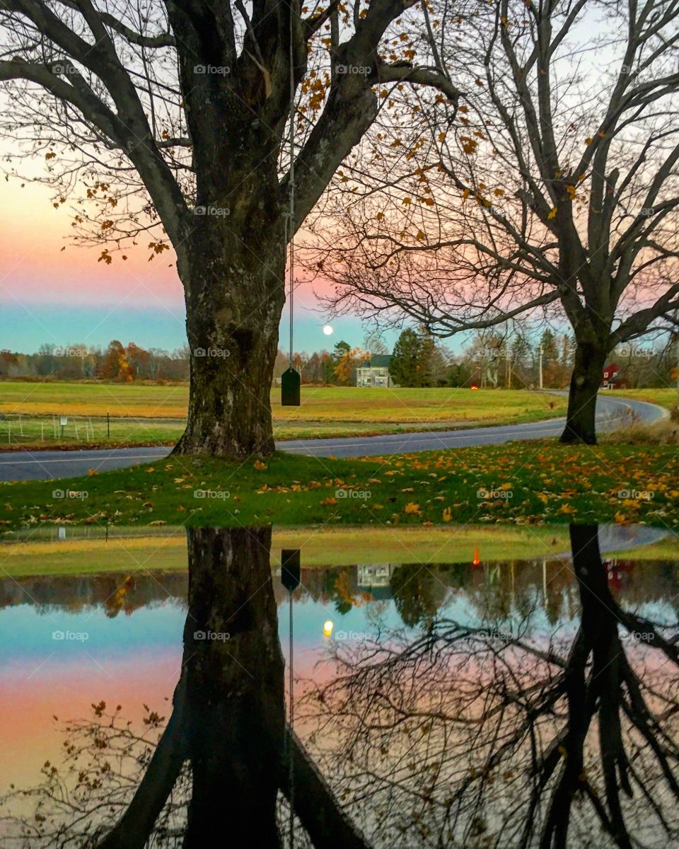 Bare trees reflecting on lake