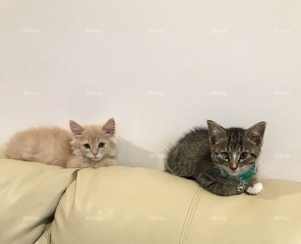 Kittens on a couch