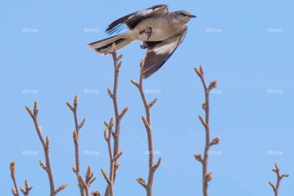 Northern Mockingbird looking for love among the budding trees of spring. Raleigh, North Carolina. 