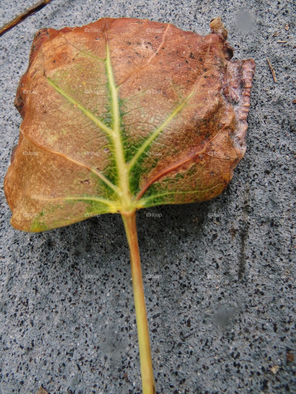 A single orange and green leaf with a yellow stem