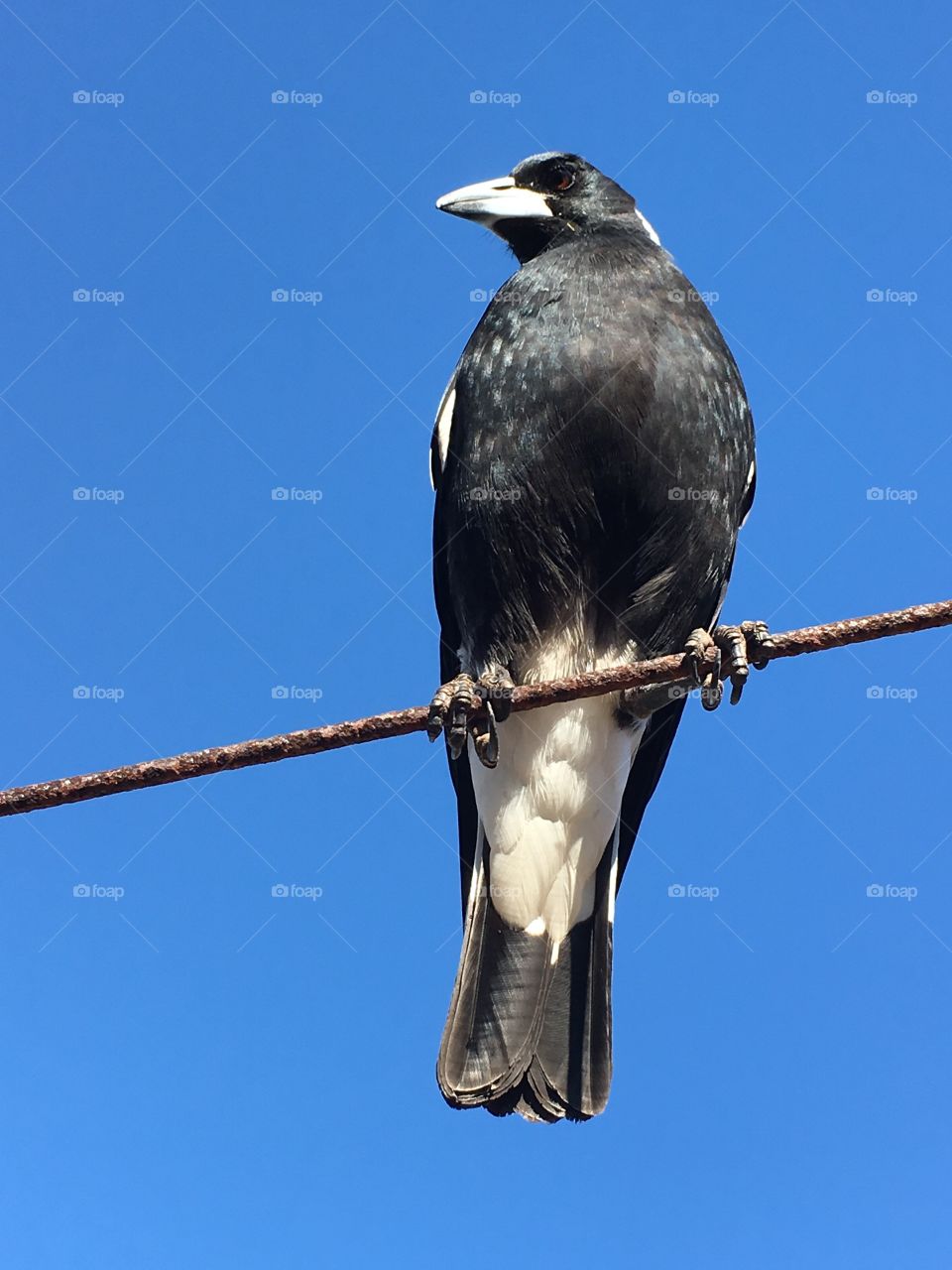 Full front head to tail view magpie sitting on a high clothesline wire against a bright vivid blue sky 