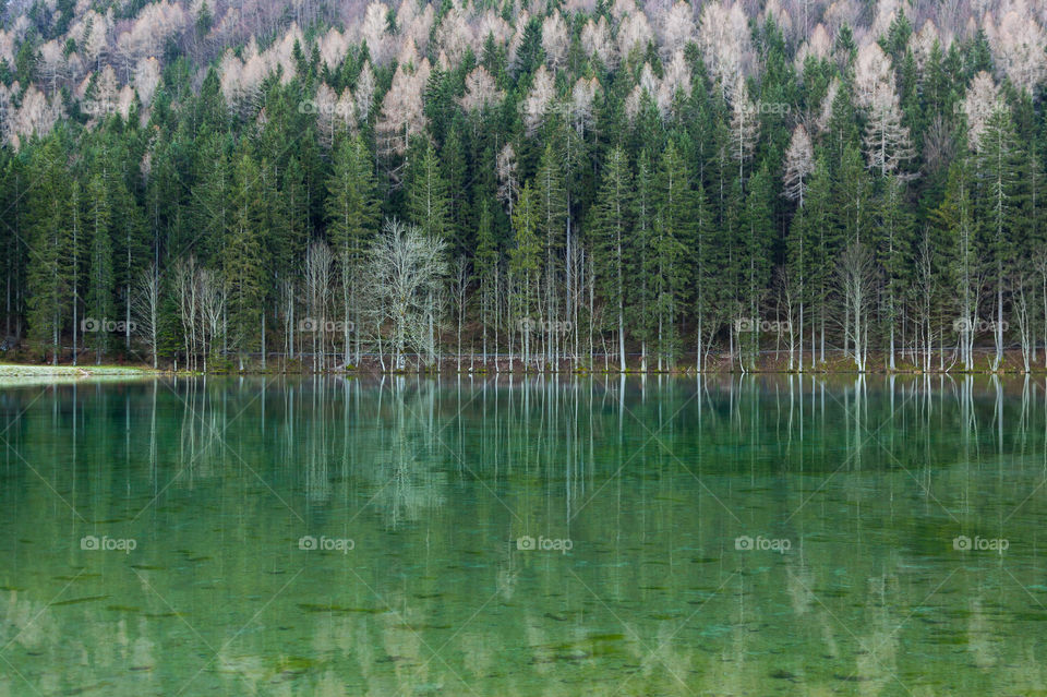 Reflection of trees in idyllic lake