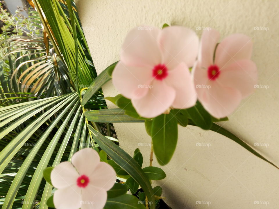 peach colored periwinkle