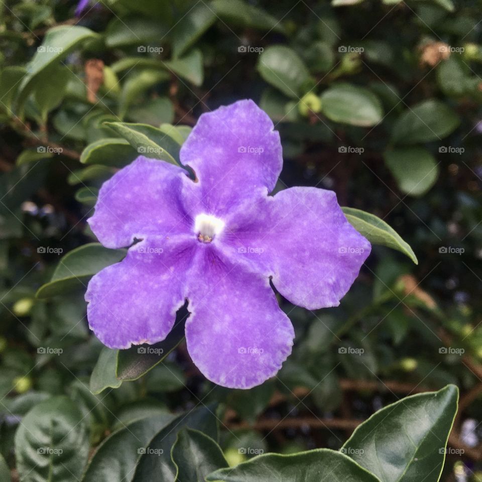 🌹 🇺🇸 Very beautiful flowers to brighten our day.  Live nature and its beauty. Did you like the delicate petals? / 🇧🇷 Flores muito bonitas para alegrar nosso dia. Viva a natureza e sua beleza. Gostaram das pétalas delicadas? 