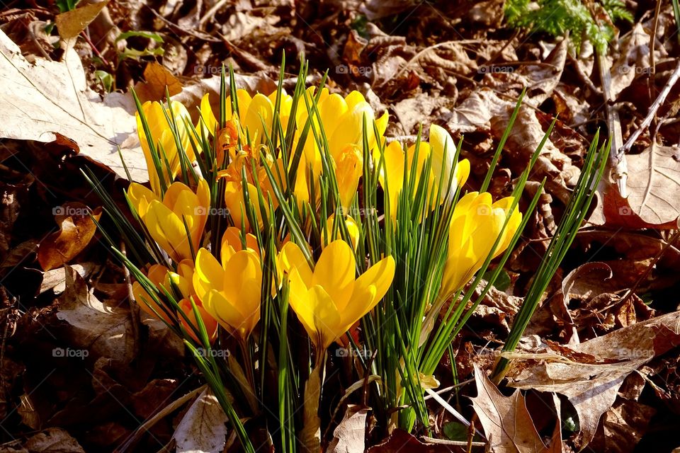 Blumen und Herbstblätter in Februar