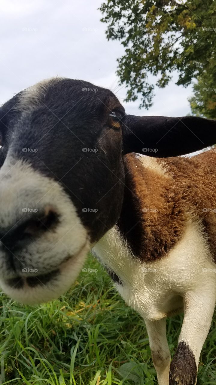 Tina Tots the Sheep of my Dreams