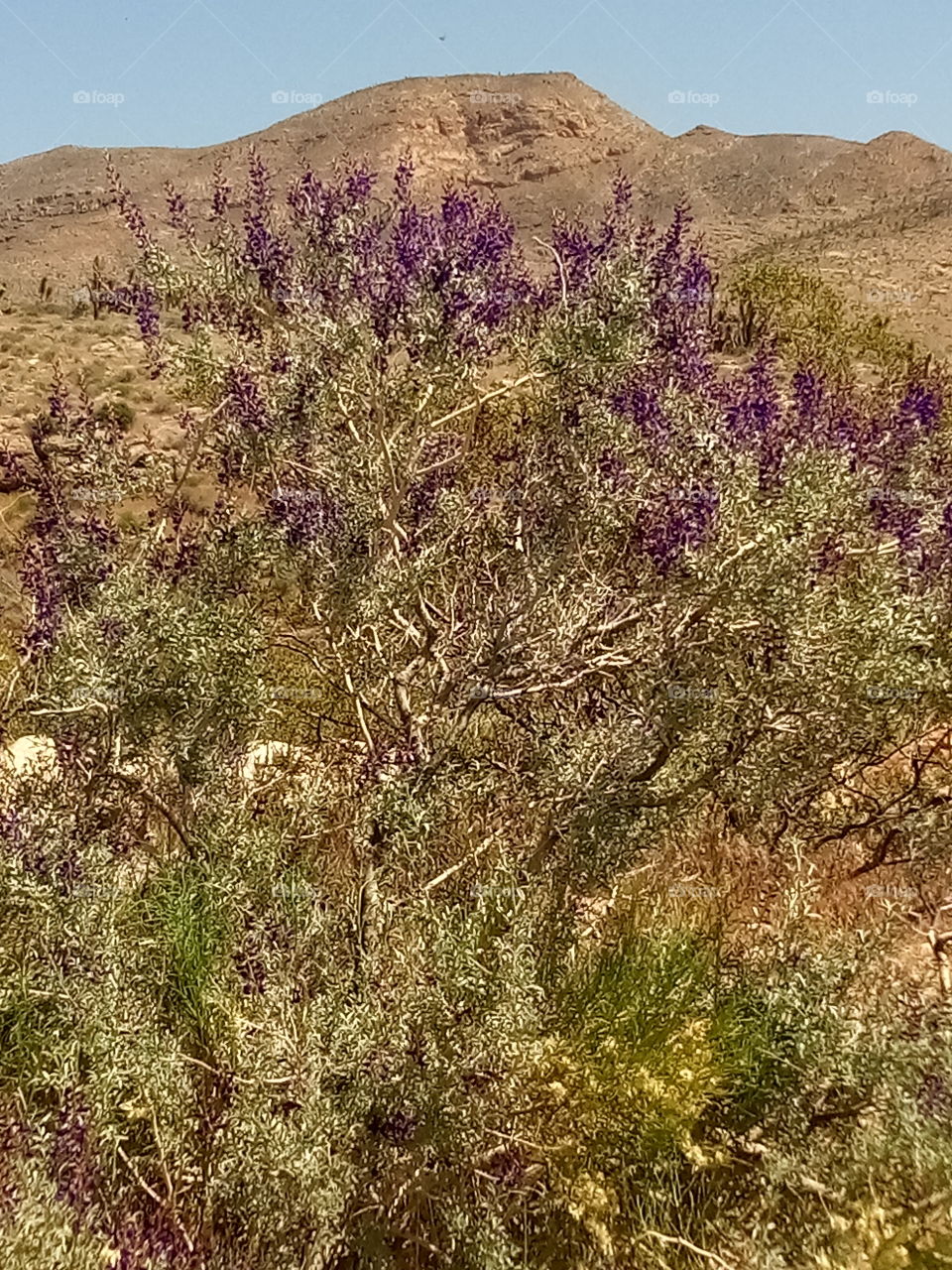 Purple sage brush