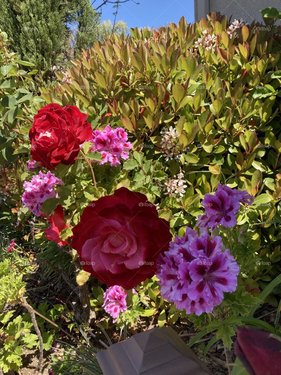 Red and pink roses and regal geraniums 
