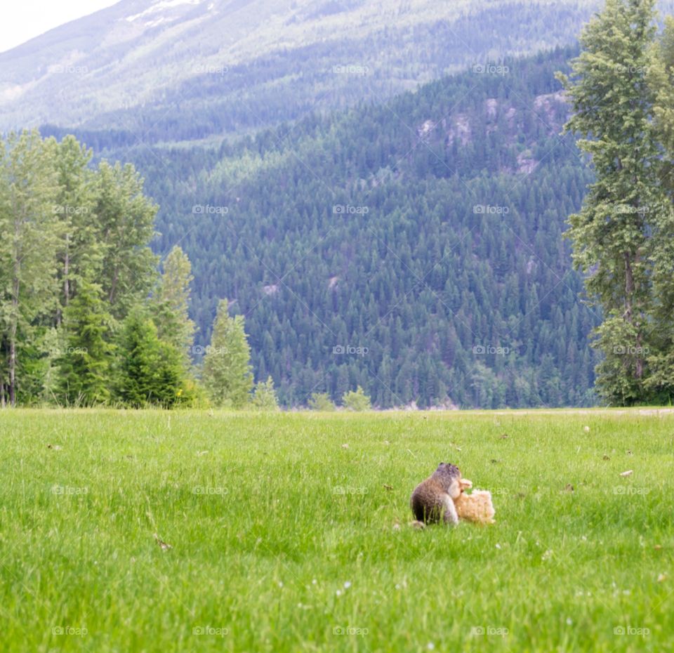 Prairie dog groundhog Squirrel in a Meadow in the Rocky Mountains in western Canada Alberta