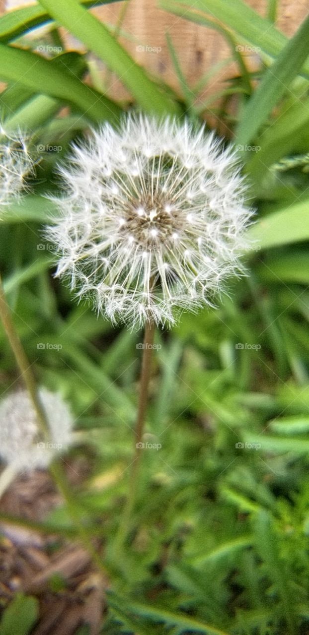 dandelion wishes