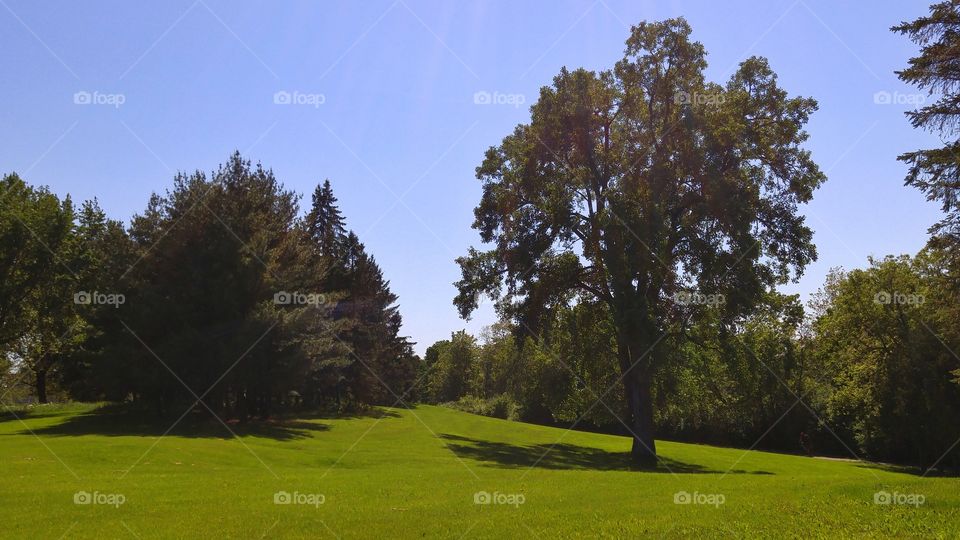 Trees on a grass field