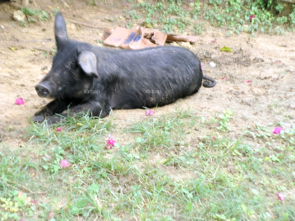 Muddy Hog