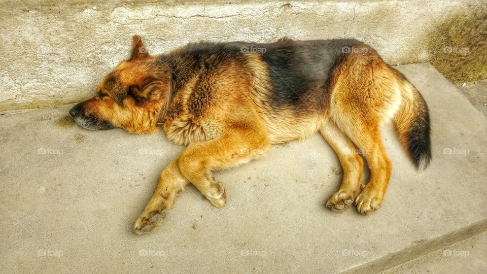 shepherd, German, sleeping,