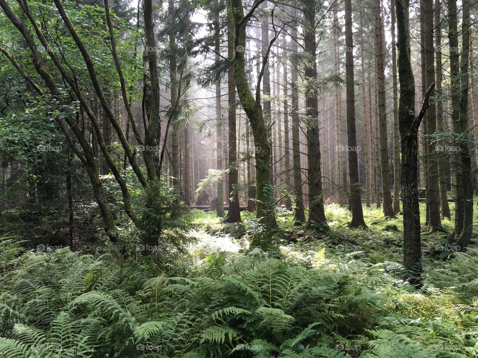 View of forest