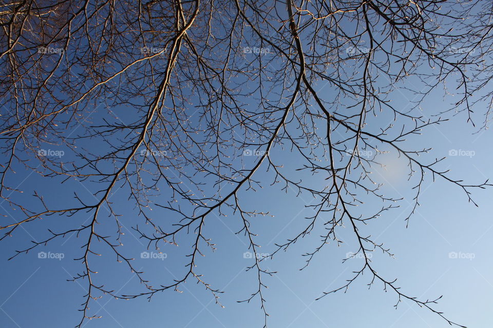 Sky tree