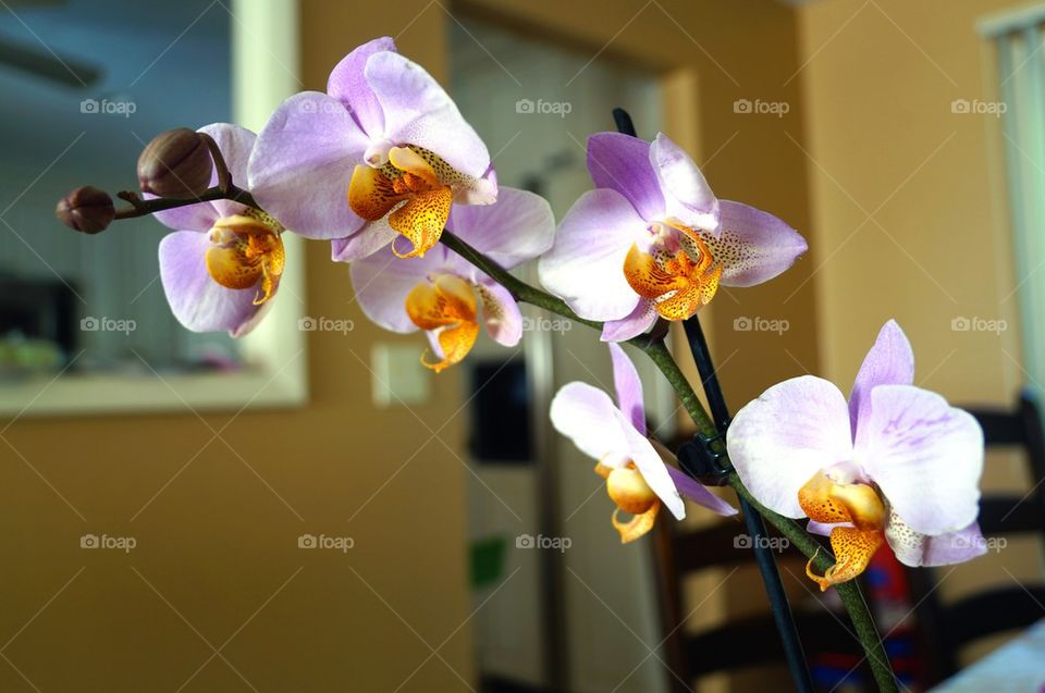 Orchid
