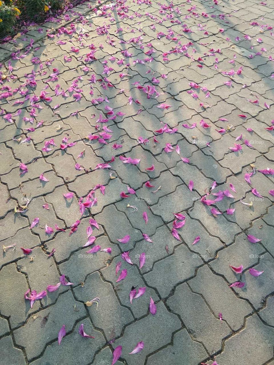 Flowers of trees are scattered on the road