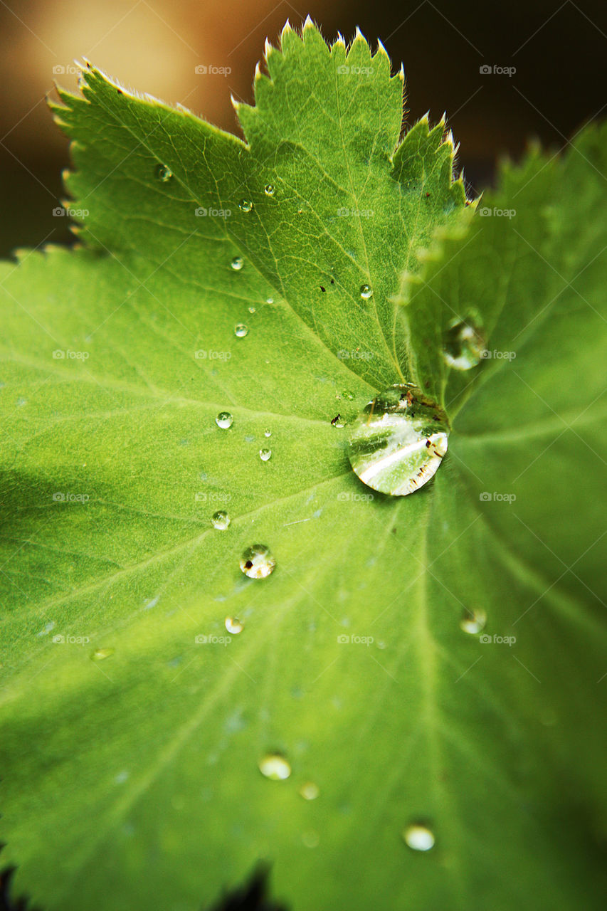 Alchemilla mollis leaf